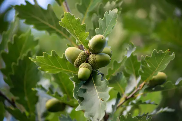 Oaks hanging on a branch of tree