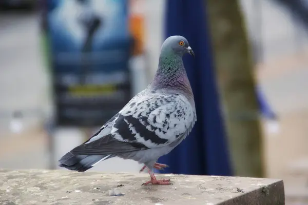 Balkonda bir güvercin