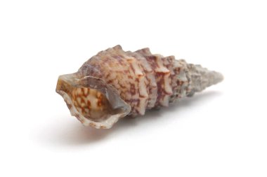 Beyaz arkaplandaki uzun spiral kabuk