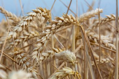 Yakın planda bir buğday tarlası