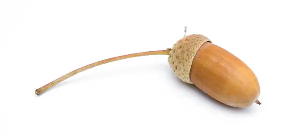 Çubuktaki meşe meyvesi beyaz arkaplanda izole