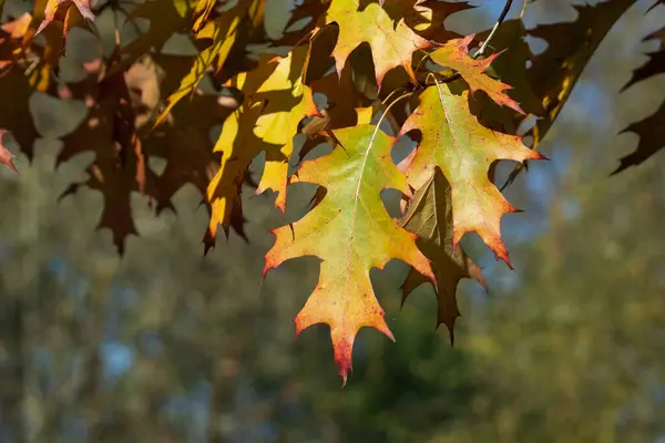 Renkli sonbahar yapraklı akçaağaç