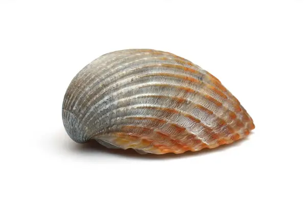 beyaz zemin üzerinde tek deniz hayvanı kabuğu