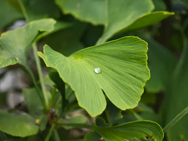 Bir damla suyla Ginkgo yaprağı
