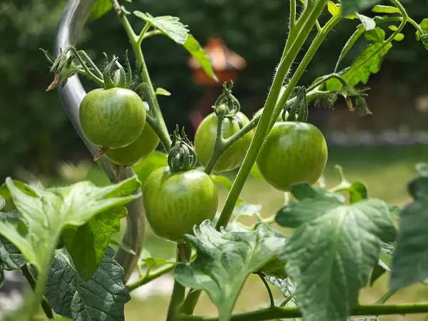 Bahçede sulu yeşil domatesler