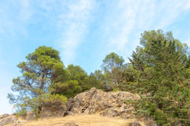 Sierras de Cazorla, Segura y las Villas ve İspanya 'nın en güzel köylerinden birinin doğal parkında yer alan Segura de la Sierra' daki çam ağaçları. Jaen. Endülüs, İspanya. Avrupa. 2 Ekim 2022