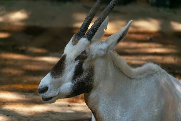 Oryx Leucoryx Orix Arabia Emiratos Árabes Unidos — Foto de Stock
