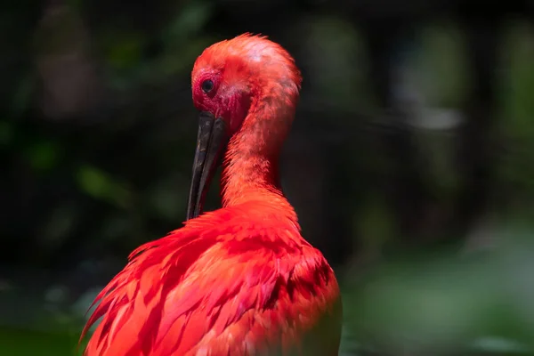 Eudocimus ruber. Kızıl aynak, Threskiornithidae familyasından Brezilya 'nın güneydoğu kıyısında ve kuzey Güney Amerika kıyılarında yaşayan bir tür pelekaniform kuştur. Trinidad ve Tobago 'nun ulusal kuşudur.