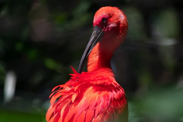 Eudocimus ruber. The scarlet ibis is a kind of pelecaniform bird of the Threskiornithidae family native to the coasts of northern South America and the southeast coast of Brazil. It is the national bird of Trinidad and Tobago