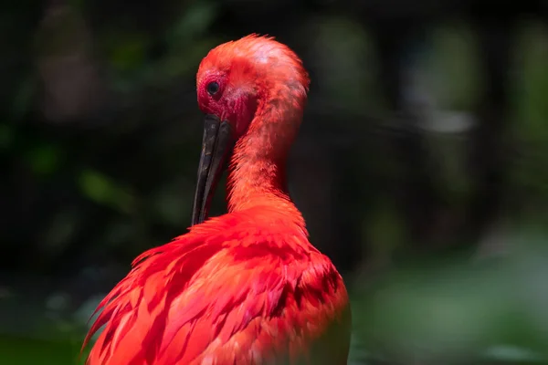 Eudocimus Ruber 红斑鸟 Red Let Ibis 是一种产于南美洲北部海岸和巴西东南海岸的雀鸟 原产于Threskiornithidae科 它是特立尼达和多巴哥的国家鸟 图库照片
