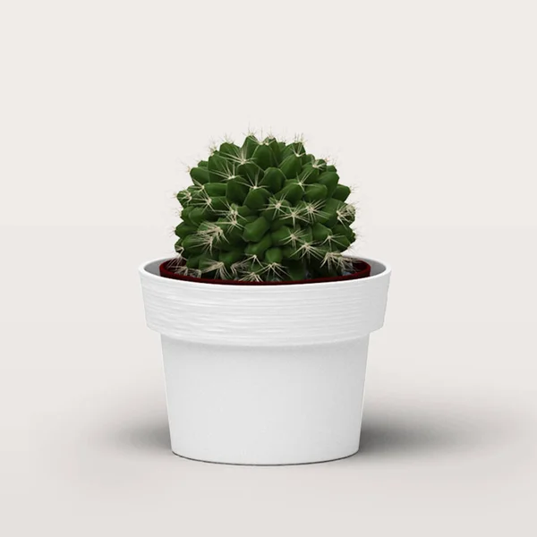 新鲜的绿色植物在白色的桶隔离适合资产您的设计 — 图库照片