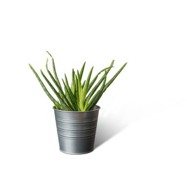 Sade arka planda izole edilmiş taze aloe vera ile yaratıcı bir düzen.