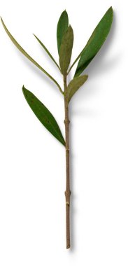 İzole edilmiş dalları yapraklarla kapat.