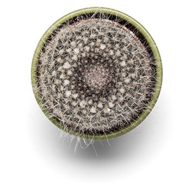 Ev içi ve ofis için dekoratif çiçekler ve bitkiler sade arka planda izole edilmiştir..