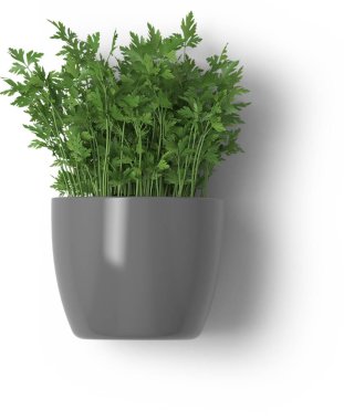 Ev içi ve ofis için dekoratif çiçekler ve bitkiler sade arka planda izole edilmiştir..