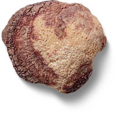 İzole edilmiş kabuk parçalarını kapat.