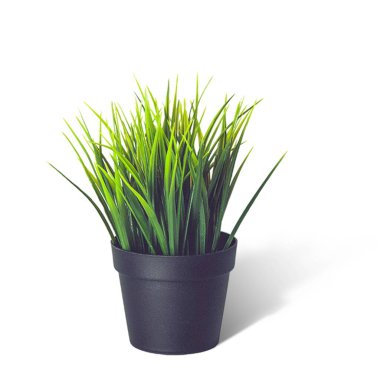 Sade arka planda izole edilmiş taze saksı soğanları ile yaratıcı bir düzen.