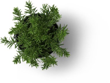 Sade arka planda izole edilmiş taze kekik kekiğine sahip yaratıcı bir düzen.