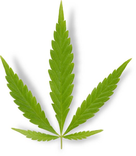 Закрыть вид различных растений для декора изолированы на ровном фоне.