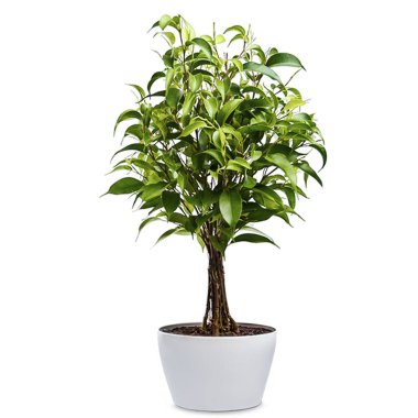 Sade arkaplanda bitki masa elementi olan yaratıcı konsept odası iç mimarisi.