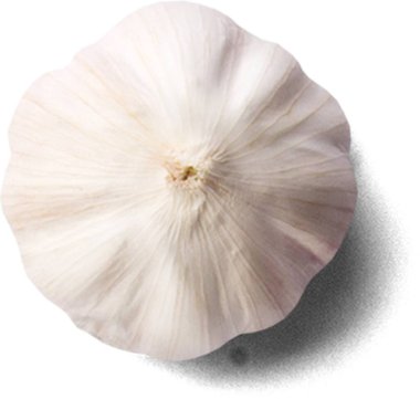 Mutfak konsepti için taze sebzeler.