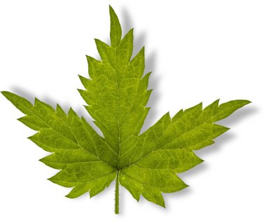 Hoppalar aynı zamanda tohum konileri veya humulus lupulus bitkisinin strobileri olarak da adlandırılır..