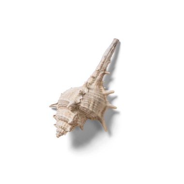 Kapalı deniz kabuğu beyaz üzerinde izole.