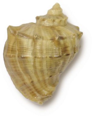 Yaz ya da sahil konseptinde elementiniz için izole deniz kabuğu.