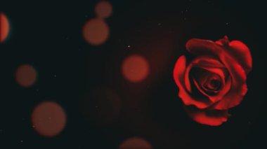 Karanlık bir arka planda yumuşak odak efektiyle tek bir kırmızı gül, çiçeğin narin güzelliğini ve zarafetini yakalar ve onu romantik ve sanatsal temalar için ideal kılar.