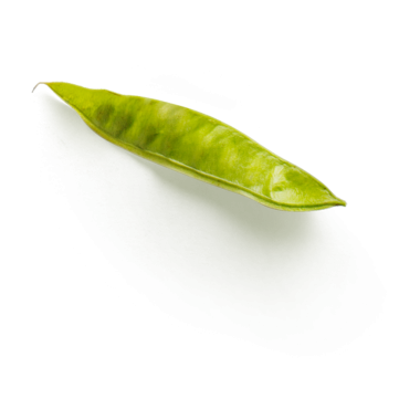 Canlı yeşil bir yaprak pürüzsüz dokusunu ve uzamış şeklini sergiliyor, doğanın güzelliğini vurguluyor..