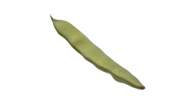 Uzun şeklini ve pürüzsüz dokusunu sergileyen tek bir yeşil fasulye kabuğu, genellikle pişirmede veya sağlıklı bir aperatif olarak kullanılır..