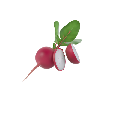 Bir turpun canlı bir çizimi, tüm formunu ve dilimlenmiş bir kesimini gösteriyor, taze görünümünü vurguluyor..