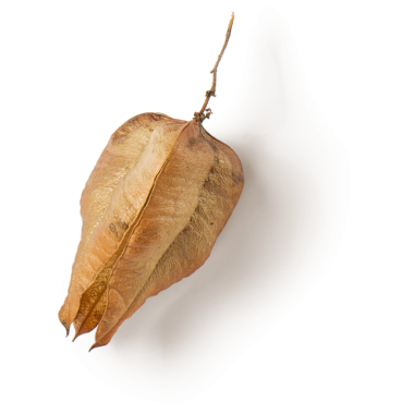 Doğal, dokulu görünümlü, eşsiz şeklini ve rengini sergileyen kurumuş bir yaprak..