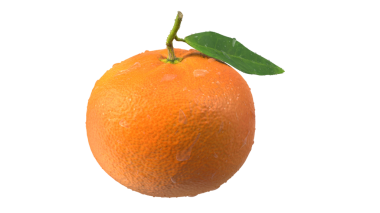 Taze, olgun, yeşil yapraklı bir portakal, desenli derisini ve doğal su damlacıklarını sergiliyor..