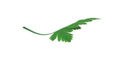 İnce gövdeli tek bir yeşil yaprak doğal güzelliğini ve karmaşık şeklini sergiliyor..