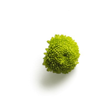 Canlı yeşil bir çiçek tomurcuğu. Karmaşık dokuları var. Doğanın güzelliğini ve detaylarını gözler önüne seriyor..