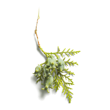 Eşsiz, ampul gibi büyüyen yeşil bir filiz, doğal bir bitki yapısı sergiliyor..