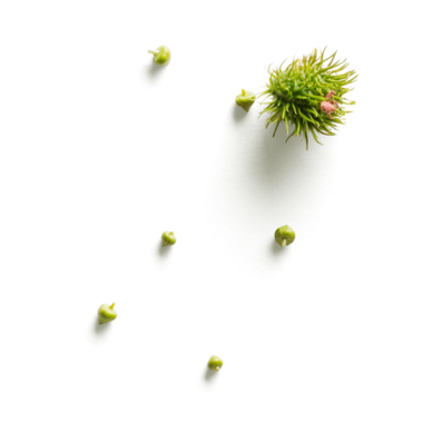 Küçük tomurcukları olan yeşil bir bitkinin doğal güzelliğini ve büyümesini gözler önüne seren yakın çekimi..