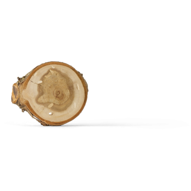 Bir ağaç gövdesinin yüzüklerini ve doğal desenlerini gösteren bir kesiti..