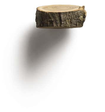 Bir ağaç gövdesinin halkalarını ve dokusunu gösteren, doğal maddeleri vurgulayan bir kesiti..