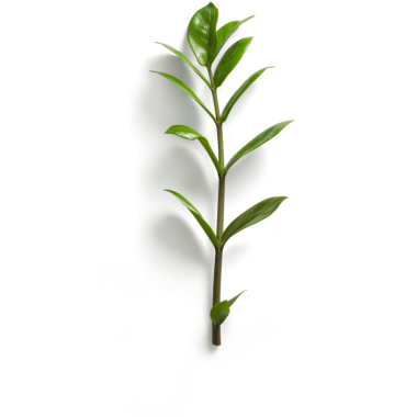 Büyümeyi ve doğayı sembolize eden parlak yapraklı yeşil bir bitki..