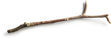 Bir kaç küçük parçalı basit bir dal, doğal dokuyu ve rengi sergiliyor..