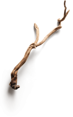 Dekoratif amaçlar için uygun doğal dokuya sahip bükülmüş bir ahşap dal ya da tasarımda doğal bir element olarak.