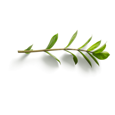 Yaprakları olan yeşil bir dal, doğal güzellik ve basitlik sergiliyor..