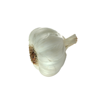 Sarımsak ampulünün yakın çekimi, pürüzsüz, beyaz derisini ve farklı şeklini gösteriyor, genellikle lezzet için pişirmede kullanılır..