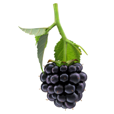 Yapraklı yeşil bir sapa bağlanmış olgun böğürtlen kümesi..