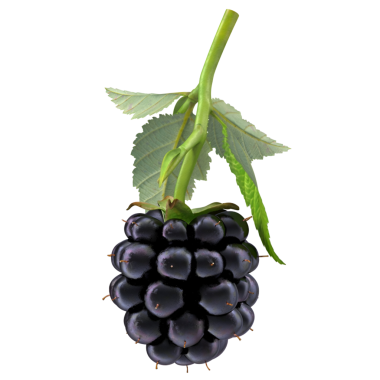 Yeşil yapraklı olgun bir böğürtlenin yakın çekimi, canlı rengini ve dokusunu gözler önüne seriyor..