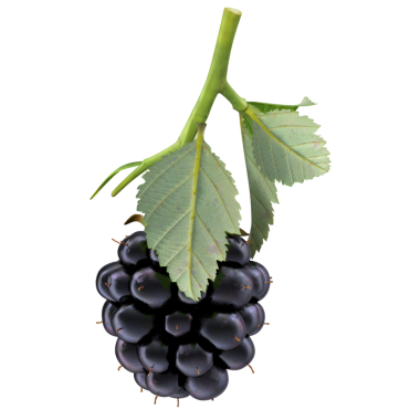 Yapraklı bir böğürtlenin doğal güzelliğini ve tazeliğini gösteren yakın çekimi..