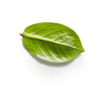 Canlı yeşil bir yaprak, dokusunu ve doğal güzelliğini sergiliyor..