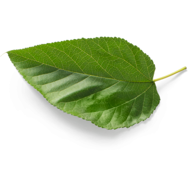 Tek bir yeşil yaprak, şeffaf bir arkaplan üzerinde dokusunu ve damarlarını sergiliyor..